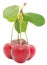 Cherries with Green Leaf