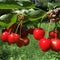 Cherries groups on a tree