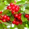 Cherries hanging on a branch