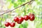 Cherries hanging on a cherry tree branch. Delicious juicy cherries hanging in the tree