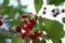 Cherries hanging on a cherry tree branch. Summer beautiful fruit tree natural organic tasty food picture