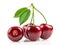 Cherries isolated