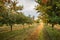 Cherries on orchard tree