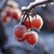 Cherries in a picturesque setting that embodies the beauty of nature\\\'s touch.