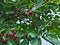 Cherries ready for harvest hanging from branch