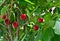 Cherries ready for harvest hanging from branch
