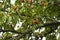 Cherries ripen on the tree in spring