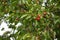 Cherries ripen on the tree in spring