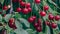 Cherries on a tree in the garden under rain