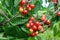 Cherries on the tree with protective netting to keep birds