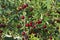 Cherries on the tree. Red ripe berries on the green leaves background. Agricultures backdrop