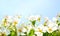 Cherry apple blossoms over blue sky background