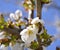 Cherry, apricot and peach tree flowers in spring. Pollination by bees of flowers on the branches