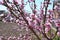 Cherry, apricot and peach tree flowers in spring. Pollination by bees of flowers on the branches