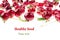 Cherry background. Bunches of ripe juicy rich shiny cherries on a white background.
