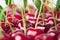 Cherry background. Pattern of fresh cherries with tails.