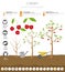 Cherry beneficial features graphic template. Gardening, farming infographic, how it grows. Flat style design