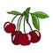Cherry berries on a branch isolated vector illustration