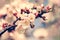 Cherry blooming, beauty spring backgrounds