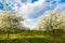 Cherry blooming orchard with dandelions