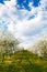 Cherry blooming orchard with dandelions