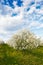 Cherry blooming orchard with dandelions