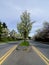 Cherry blooming over median of a residential road in Seattle sub