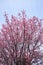 Cherry bloosoms in full bloom/March landscape in japan