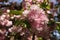 Cherry blosom flowers on a tree