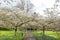 Cherry Blossm around the famous Cambridge University