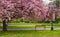 Cherry blossom above the benches in the park