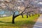 Cherry blossom abundance in East Potomac Park, Washington DC.