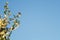 Cherry blossom against the blue spring sky. Copy space