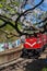 Cherry blossom and antique red train in Alishan National Forest Recreation Area