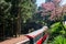 Cherry blossom and antique red train in Alishan National Forest Recreation Area