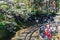 Cherry blossom and antique red train in Alishan National Forest Recreation Area