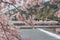 Cherry blossom, Arashiyama in spring,Kyoto, Japan