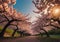 Cherry Blossom Avenue: A Path Through Spring\\\'s Splendor