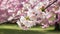 Cherry Blossom Backdrop Delicate petals adorn tranquil natural setting