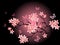 Cherry blossom, black background