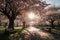 cherry blossom bloom in an empty park, with the sun shining through