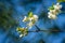 Cherry blossom blooming season. White flowers in spring garden. Close-up of cherry flowers in sunny day