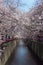 Cherry blossom blooming in spring at Meguro river