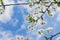 cherry blossom on blue sky and clouds background