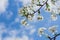 cherry blossom on blue sky and clouds background