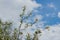 cherry blossom on blue sky and clouds background