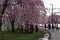 Cherry Blossom in Boston