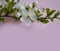 Cherry blossom branch beautiful colored  aroma   season  scented design frame