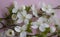 Cherry blossom branch beautiful colored   petal  season  scented design frame