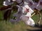 Cherry blossom branch in bloom. Closeup sakura flowers on blurred bokeh background. Garden on sunny spring day. Shallow depth of